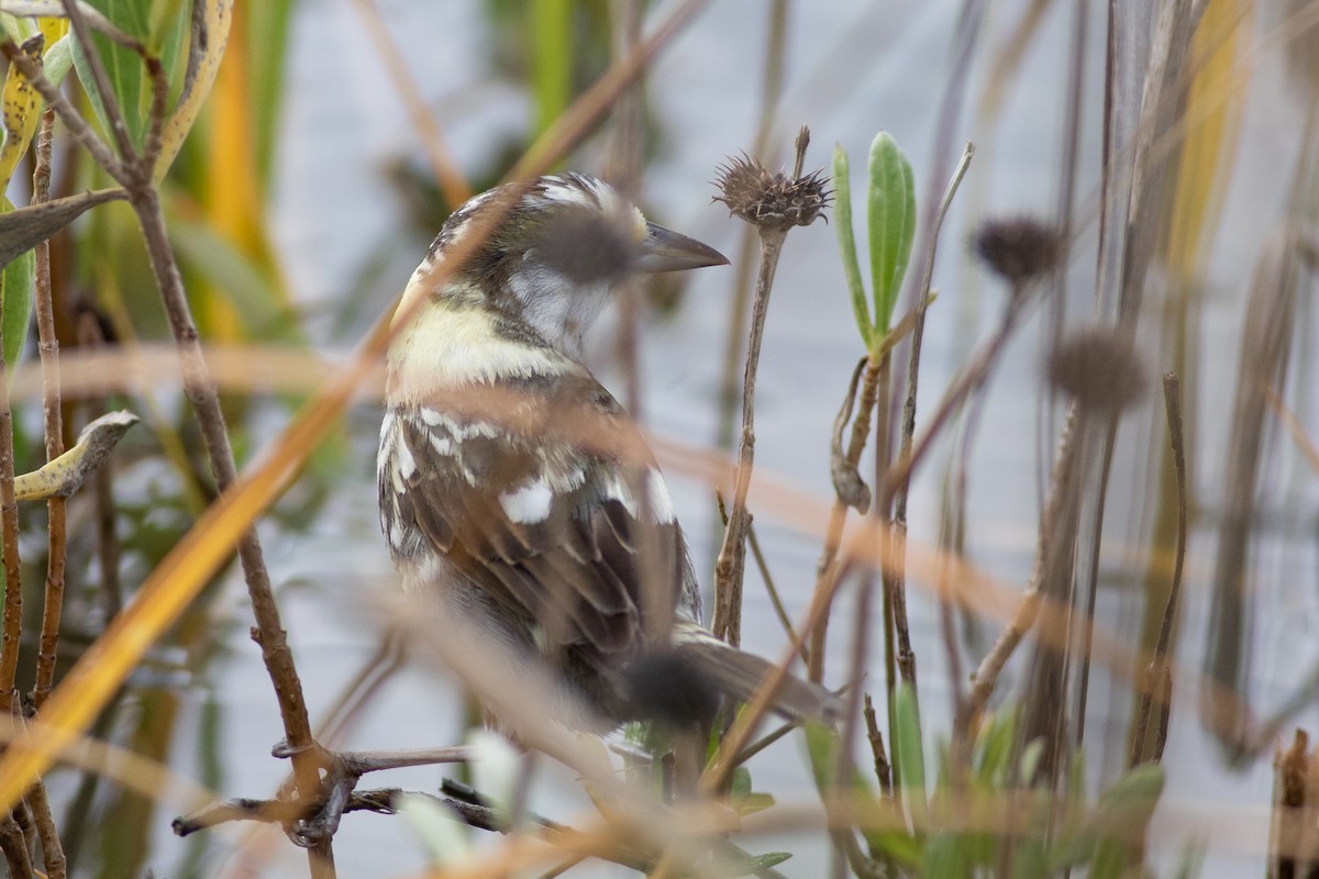 Seaside Sparrow - ML412422291