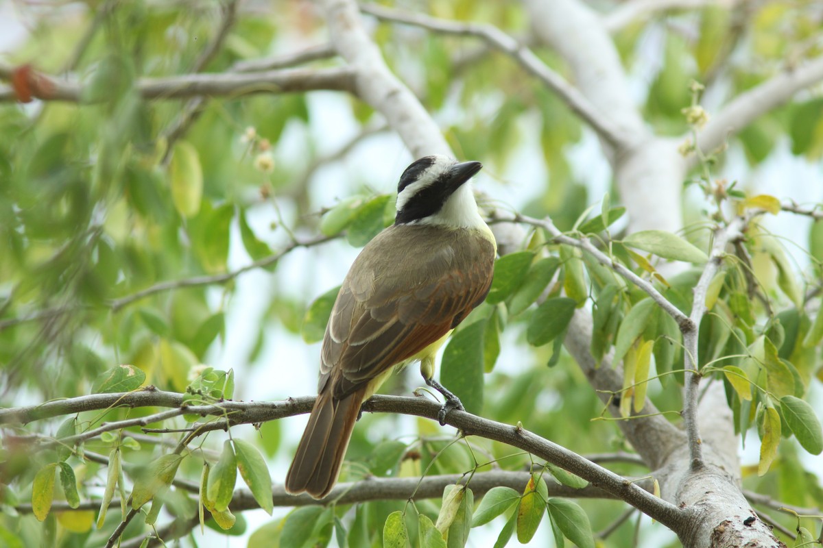 Great Kiskadee - ML412422591