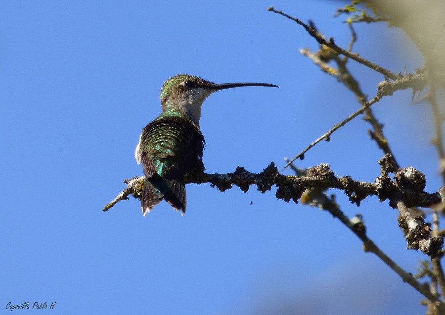 kolibřík cerradový - ML412422921