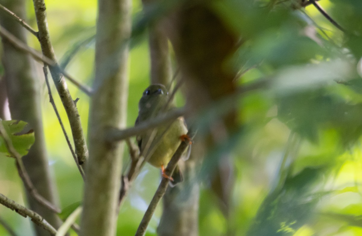 Lance-tailed Manakin - Jay McGowan