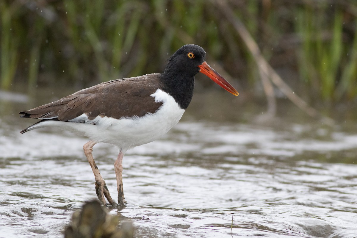 American Oystercatcher - ML412423431