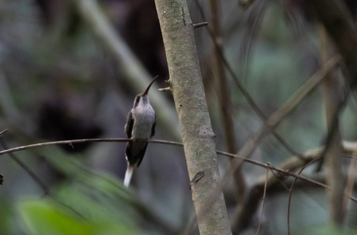 Pale-bellied Hermit - ML412423501