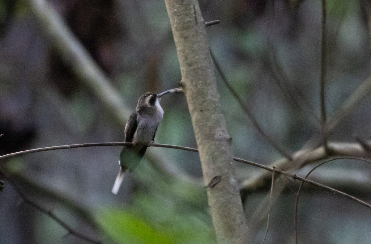 Fleckenkehl-Schattenkolibri - ML412423531