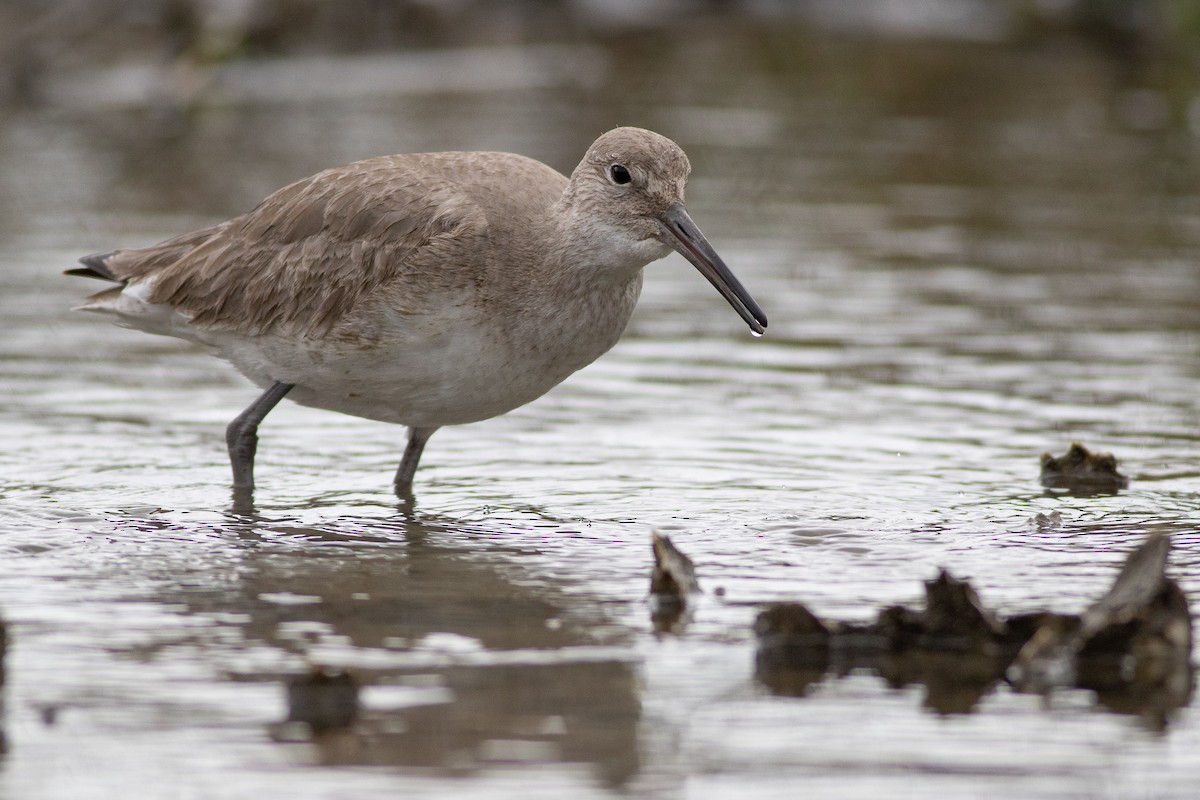 Willet (Western) - ML412423671