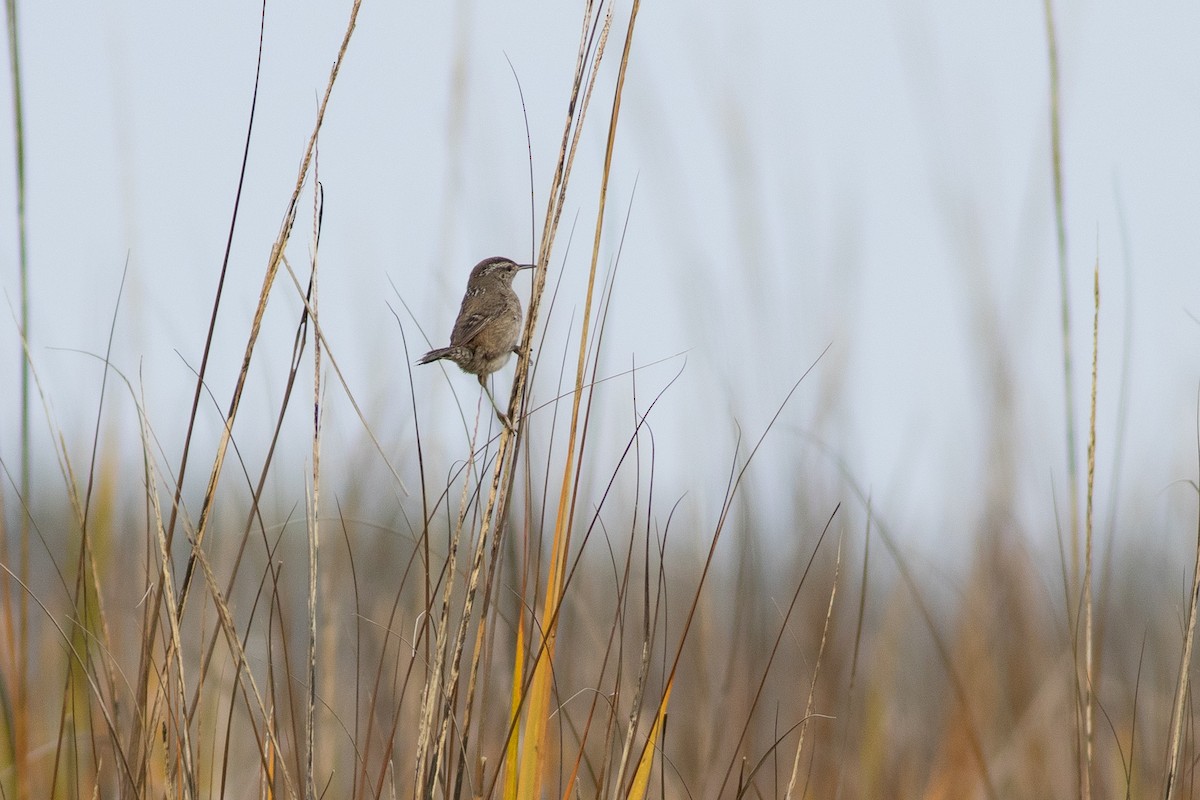 Sumpfzaunkönig (griseus) - ML412424211