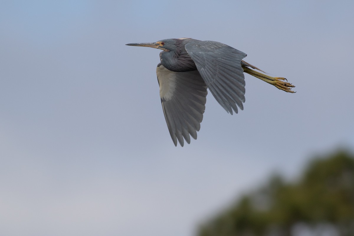 Tricolored Heron - Nick Tepper