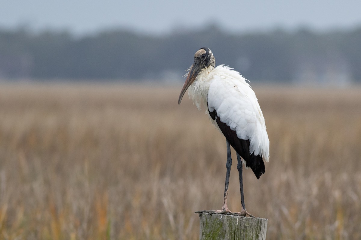 Wood Stork - Nick Tepper