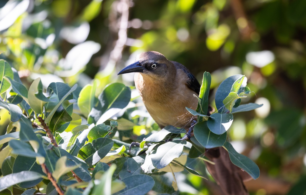 Great-tailed Grackle (Great-tailed) - Jay McGowan