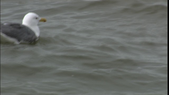 Herring Gull (Vega) - ML412425