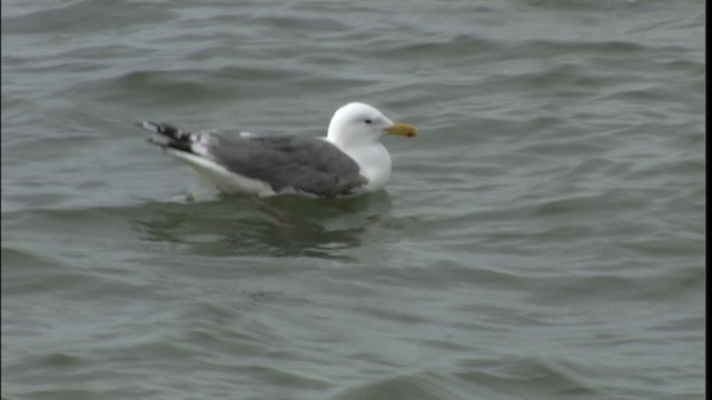 Herring Gull (Vega) - ML412426