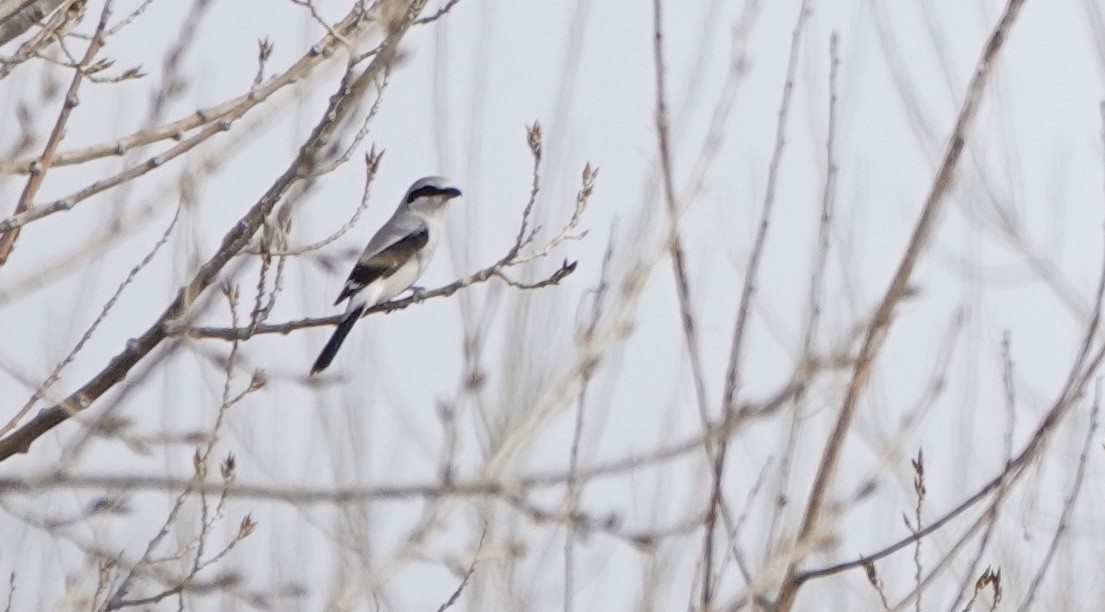 Loggerhead Shrike - ML412426911