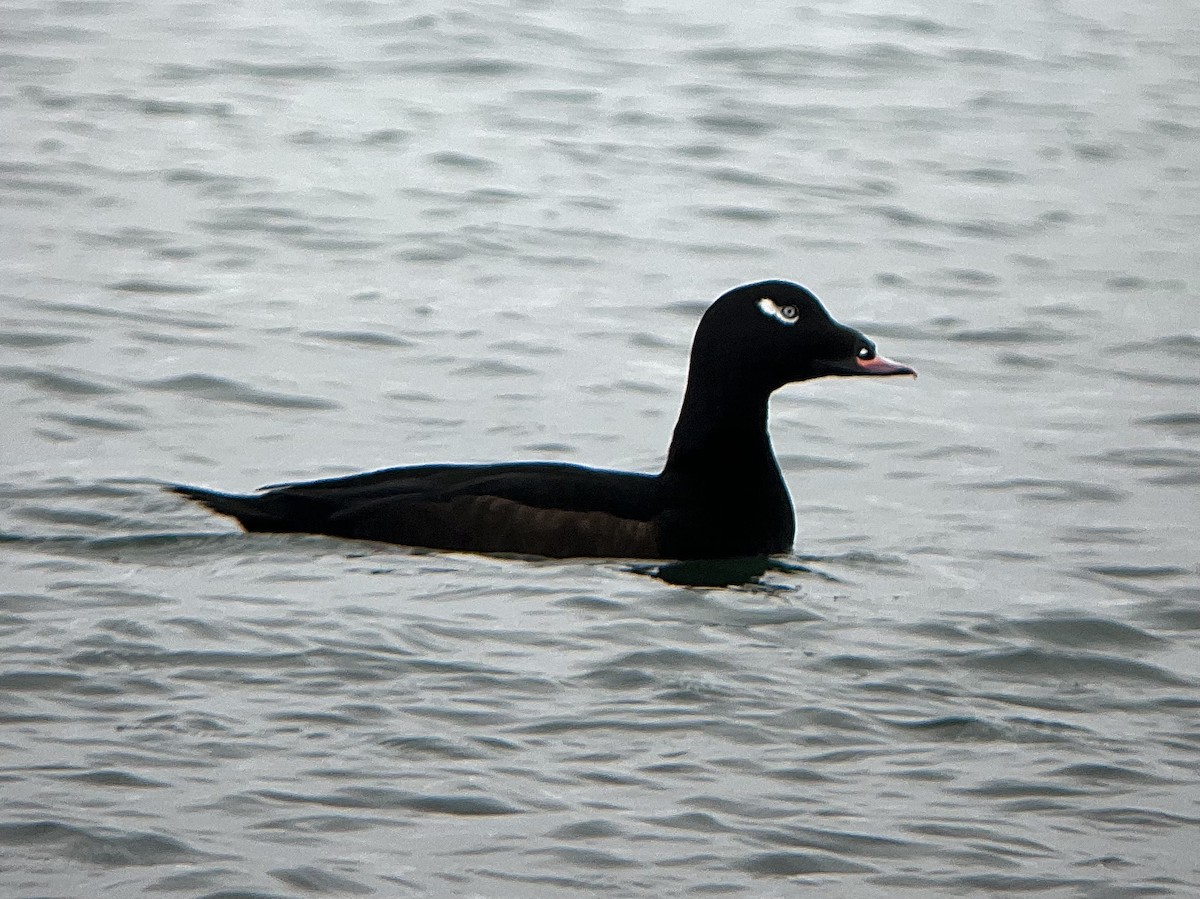 White-winged Scoter - ML412427741