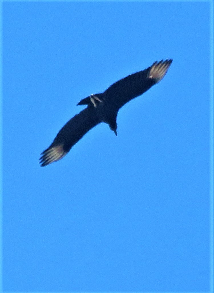 Black Vulture - ML412428351