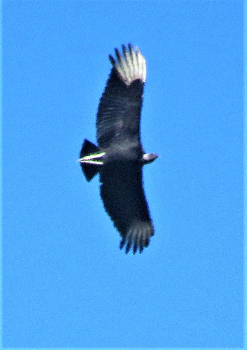 Black Vulture - ML412428361