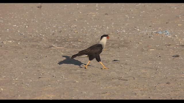 Crested Caracara (Northern) - ML412429061