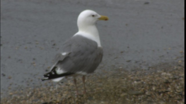 Herring Gull (Vega) - ML412431