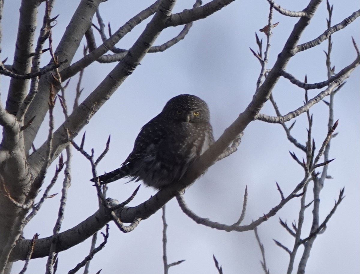 Northern Pygmy-Owl - ML412431791