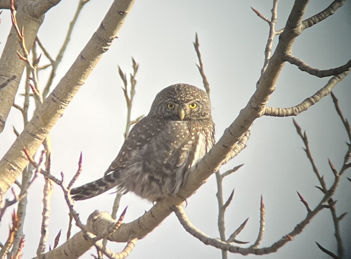 Northern Pygmy-Owl - ML412432001