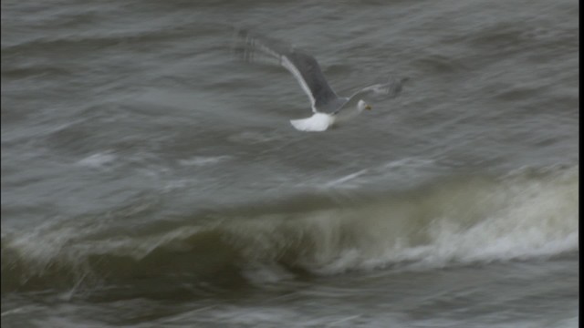 Herring Gull (Vega) - ML412433