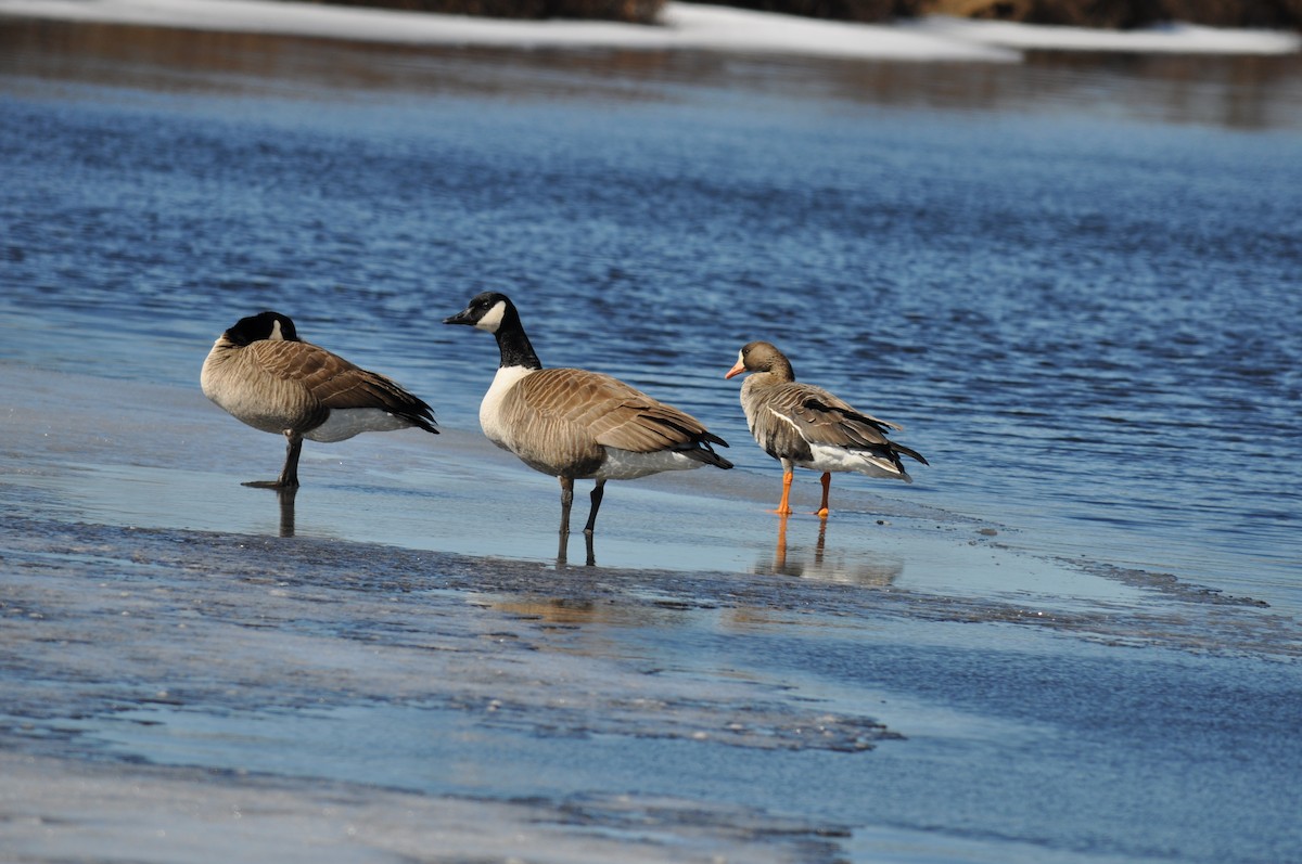 Greater White-fronted Goose - ML41243311