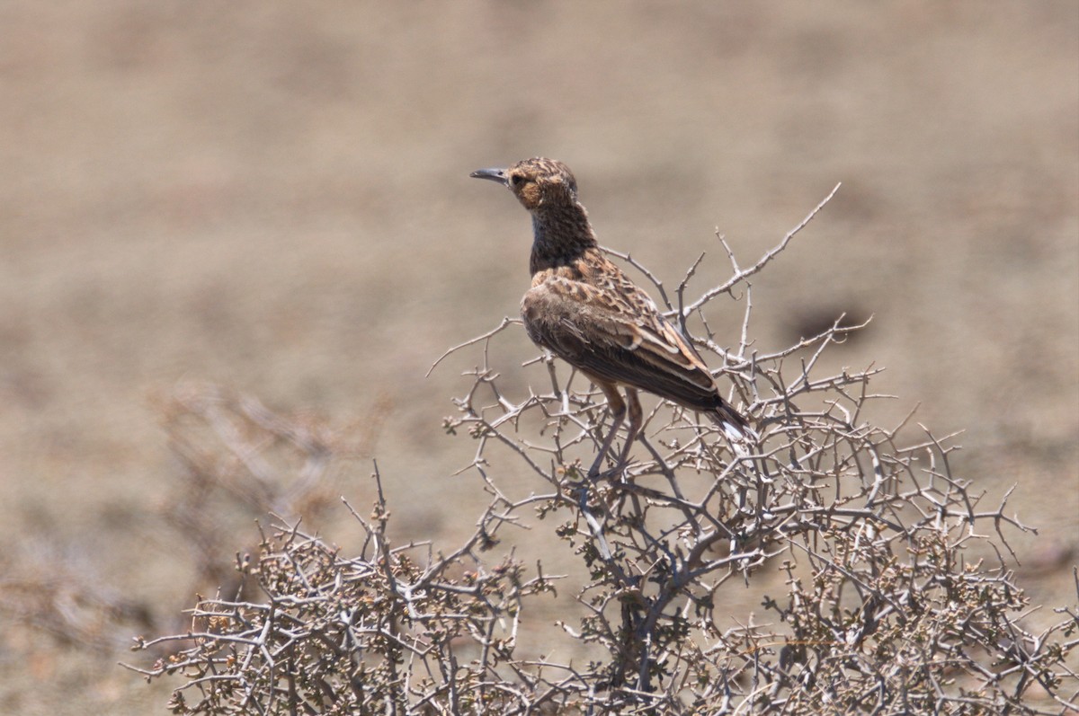 Spike-heeled Lark (Spike-heeled) - ML412433251