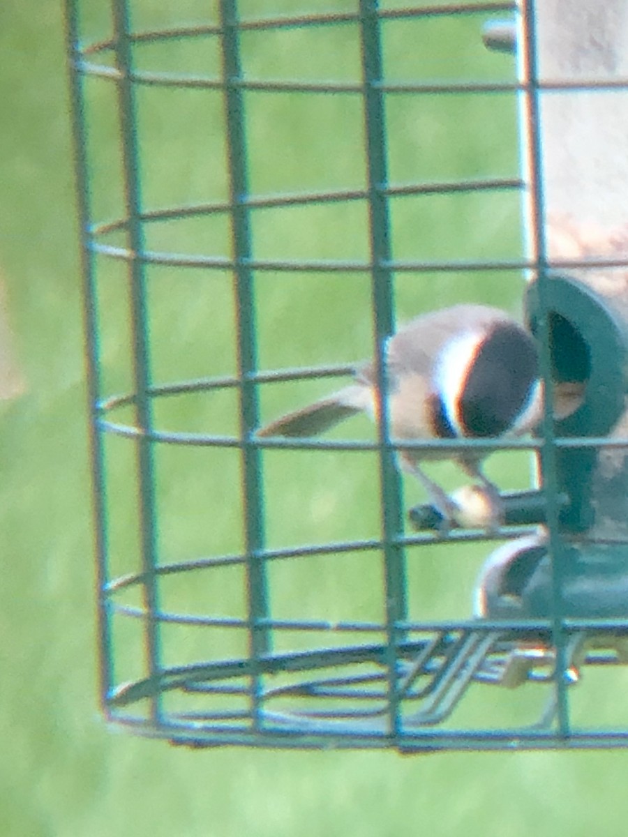 Carolina Chickadee - ML412434061