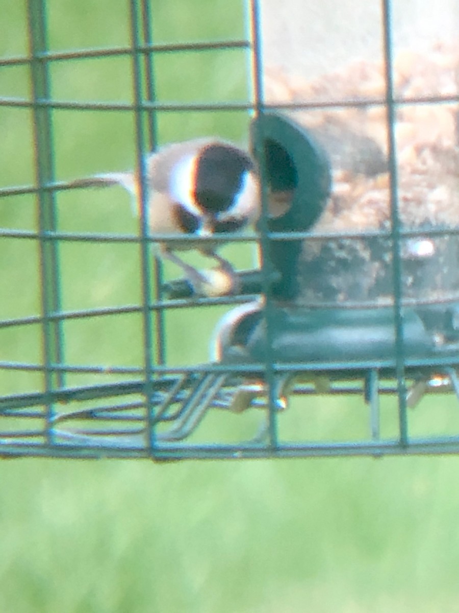 Carolina Chickadee - ML412434071