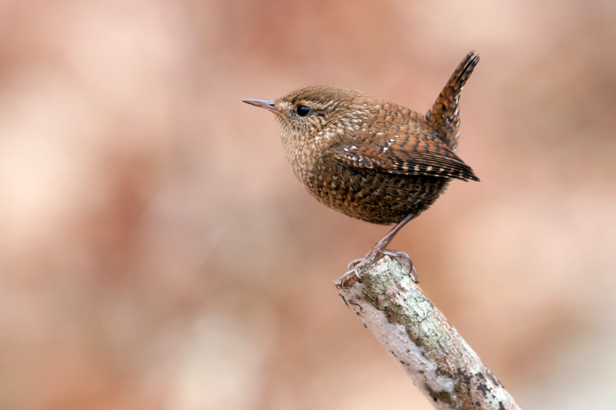 Winter Wren - Tom Davis
