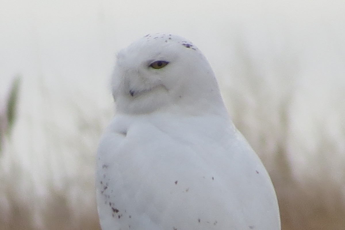 Snowy Owl - ML412435291