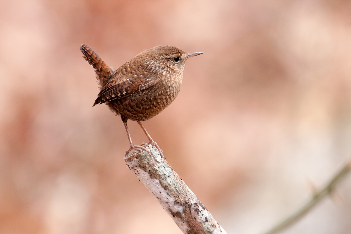 Winter Wren - Tom Davis