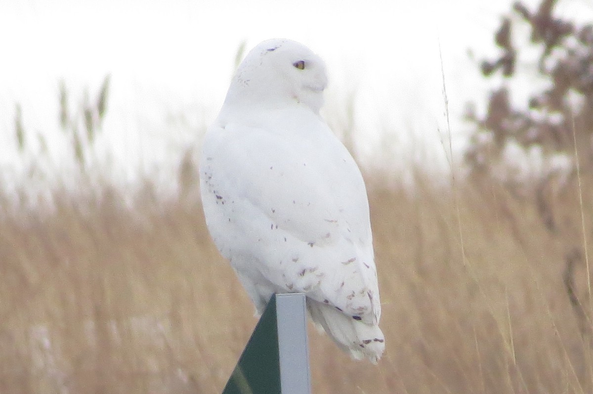 Snowy Owl - ML412435311