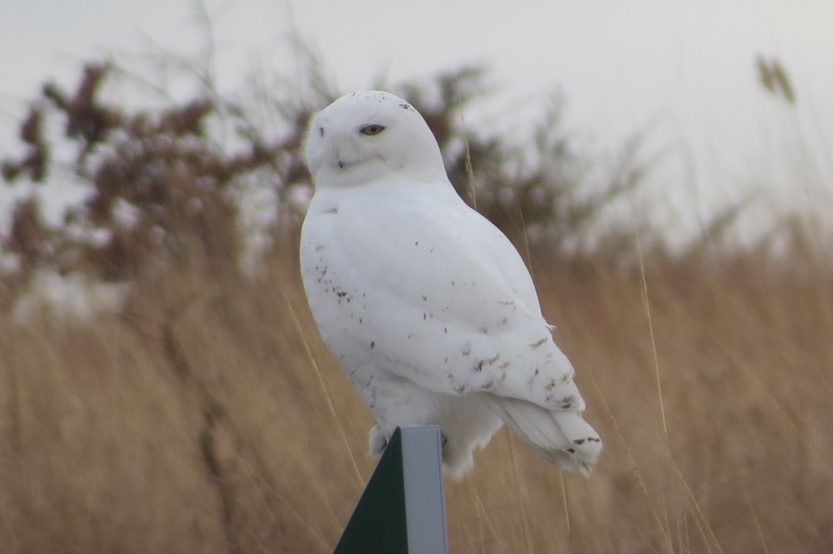 Snowy Owl - ML412435341