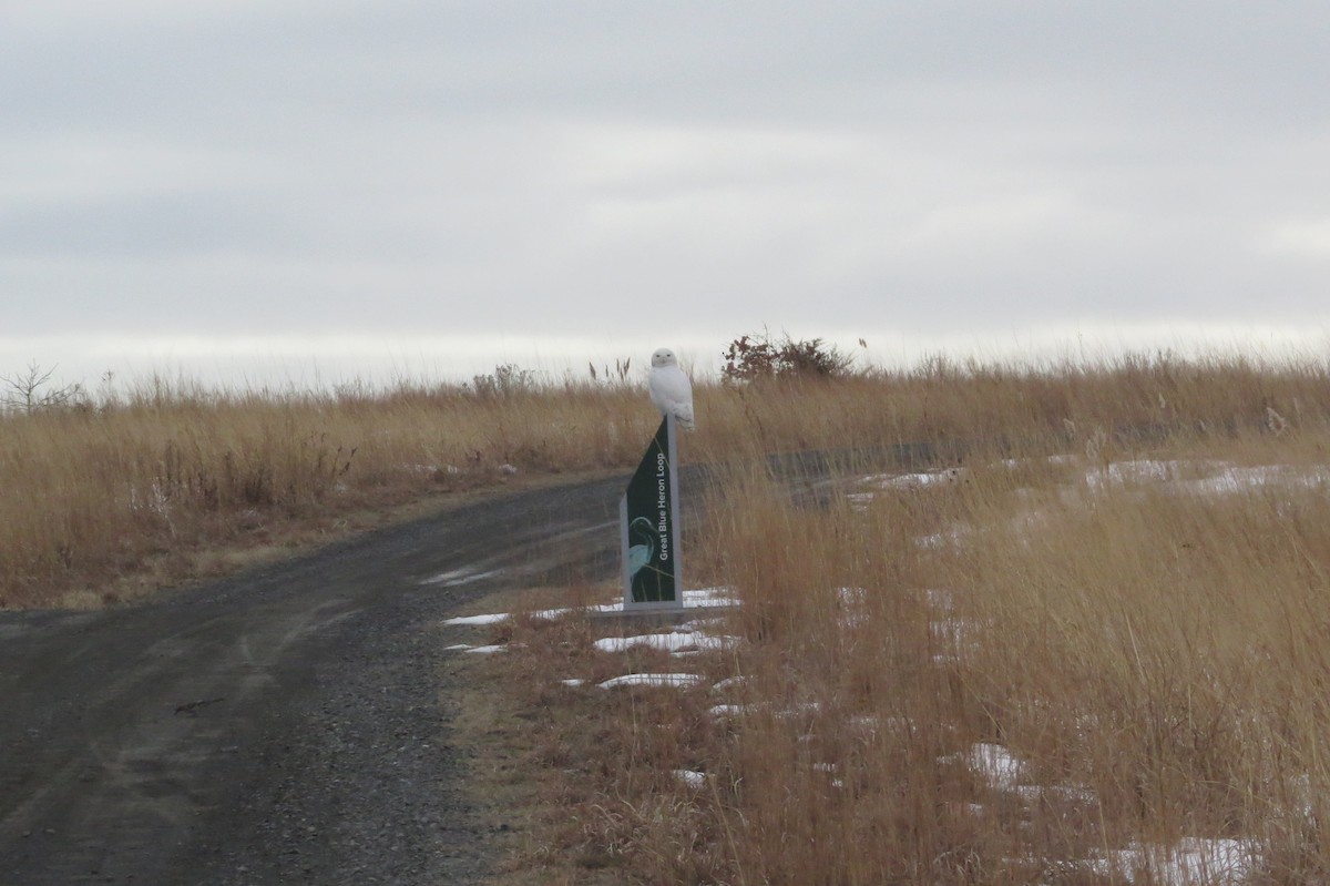 Snowy Owl - ML412435371