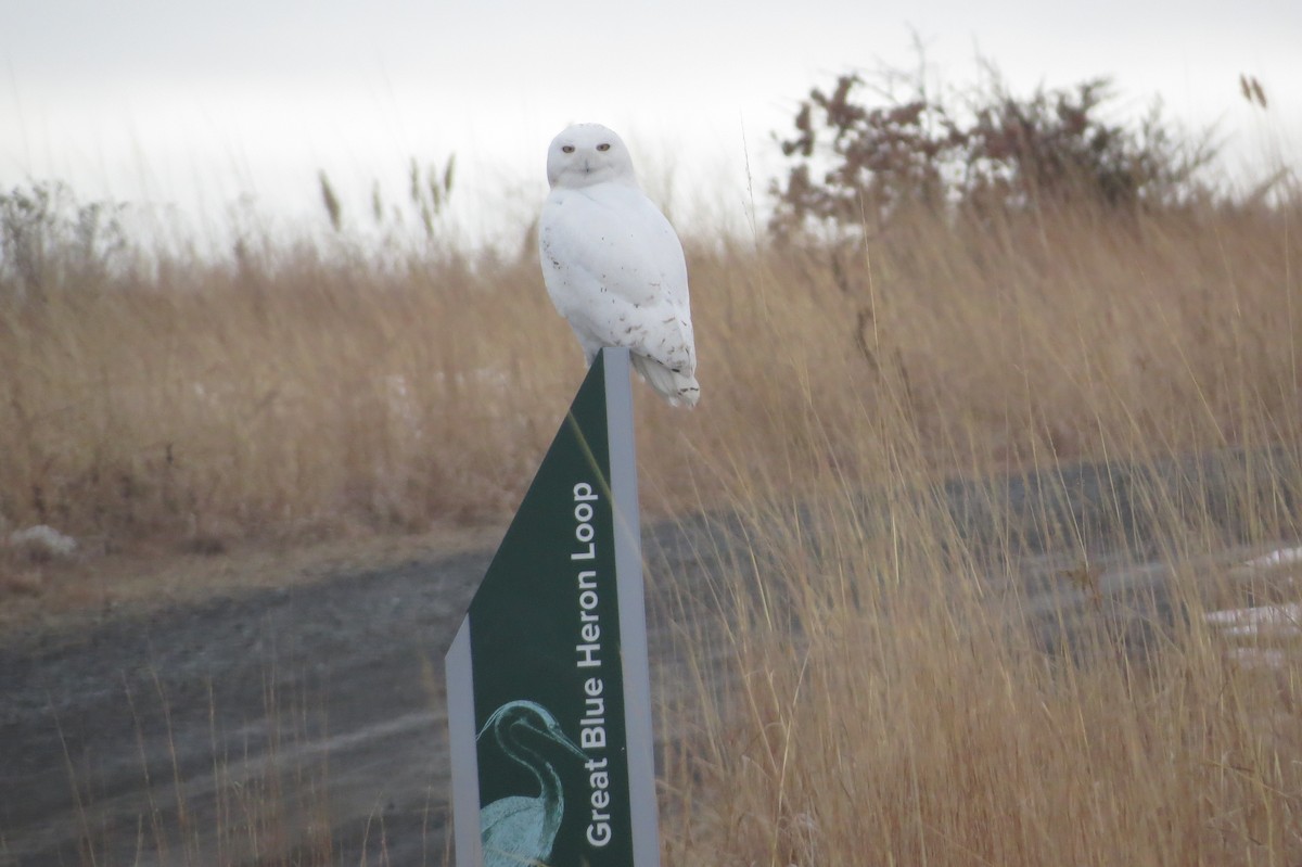 Snowy Owl - ML412435391