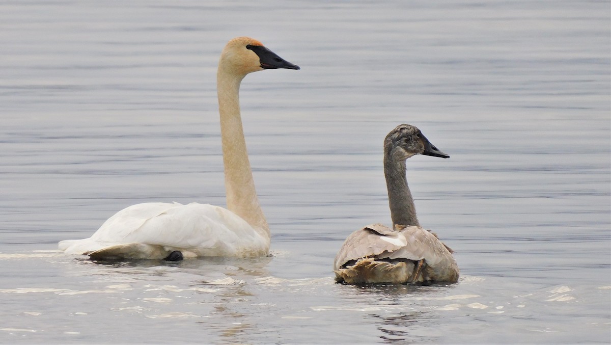 Trumpeter Swan - ML412435481