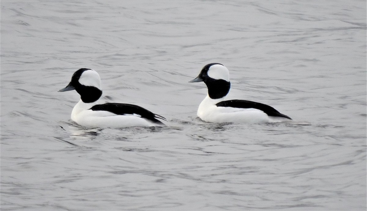 Bufflehead - ML412435551