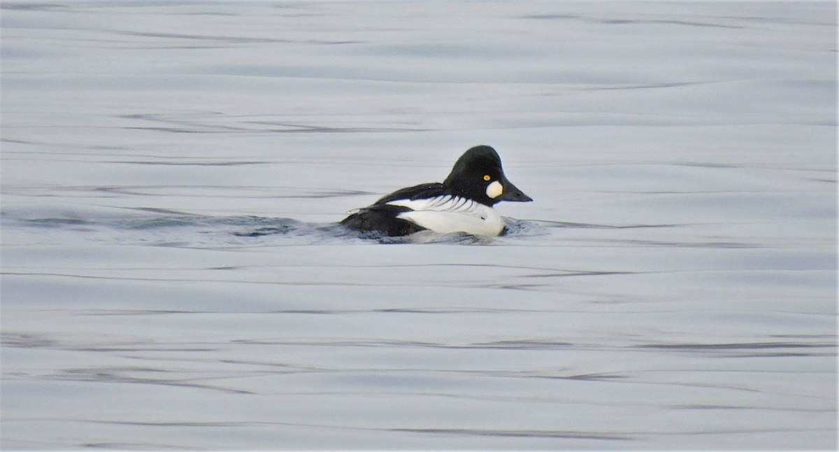 Common Goldeneye - ML412435571