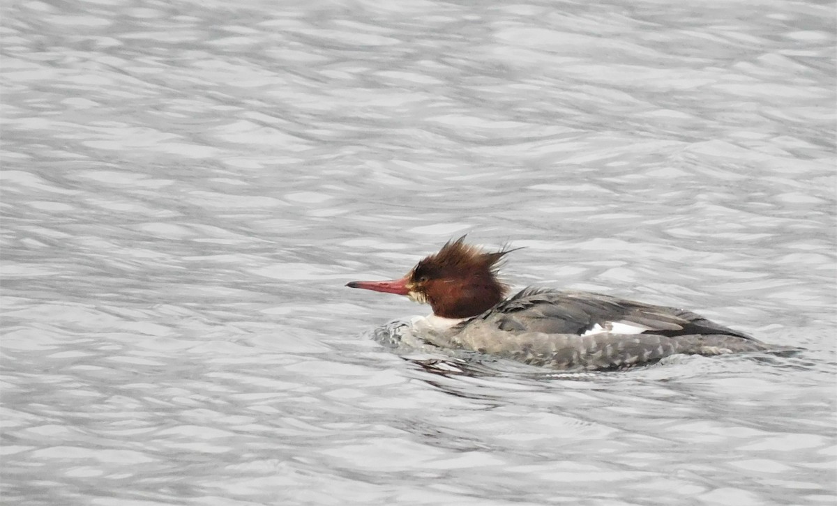 Common Merganser - ML412435591