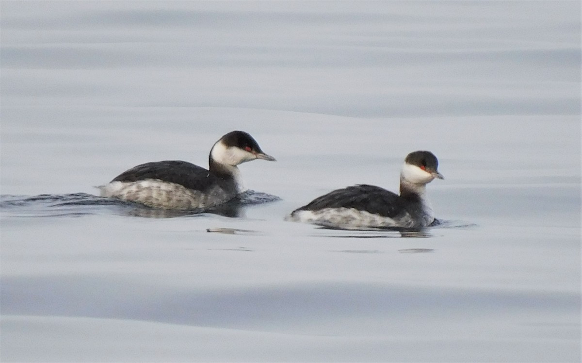 Horned Grebe - ML412435631