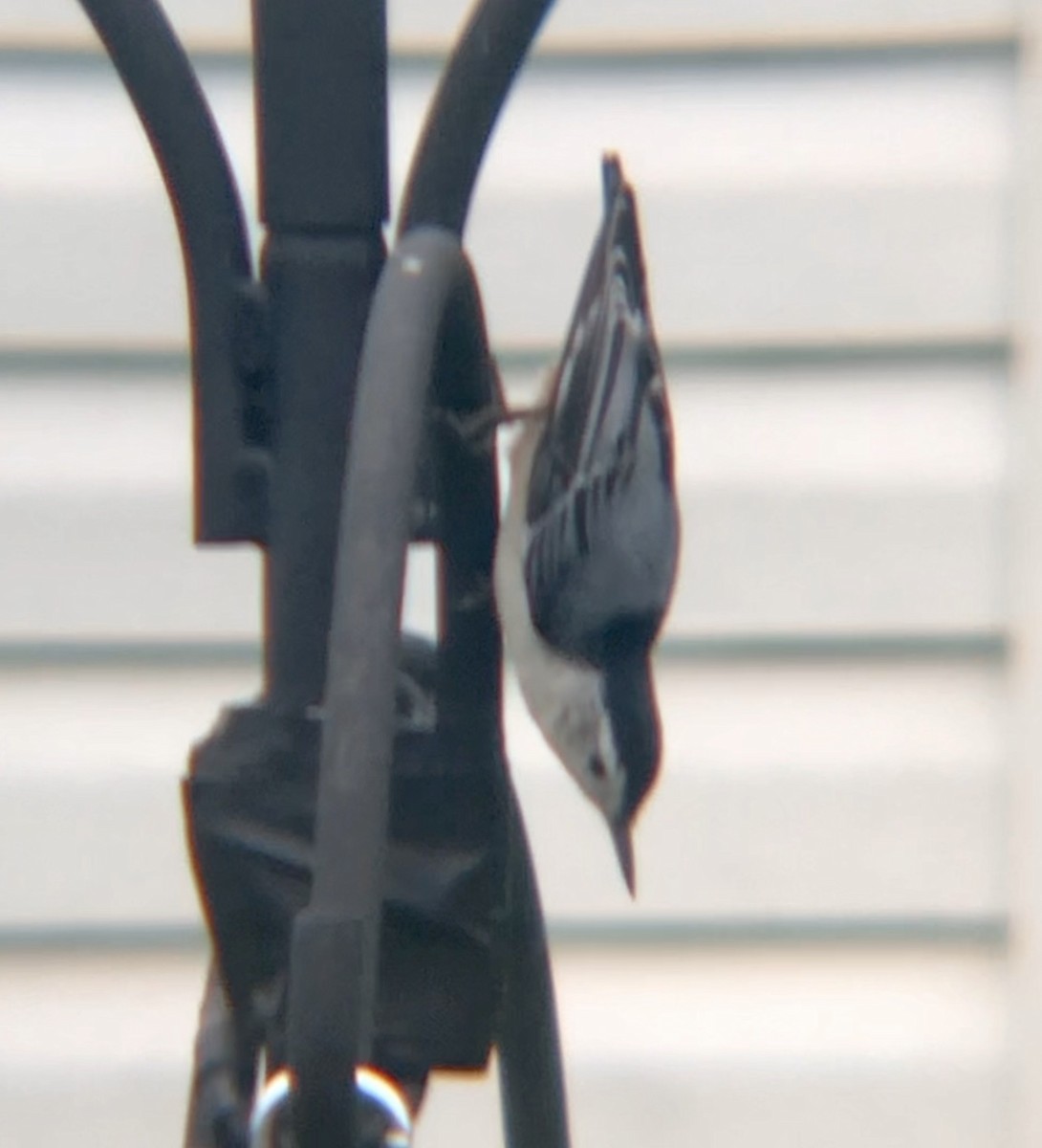 White-breasted Nuthatch - ML412435761