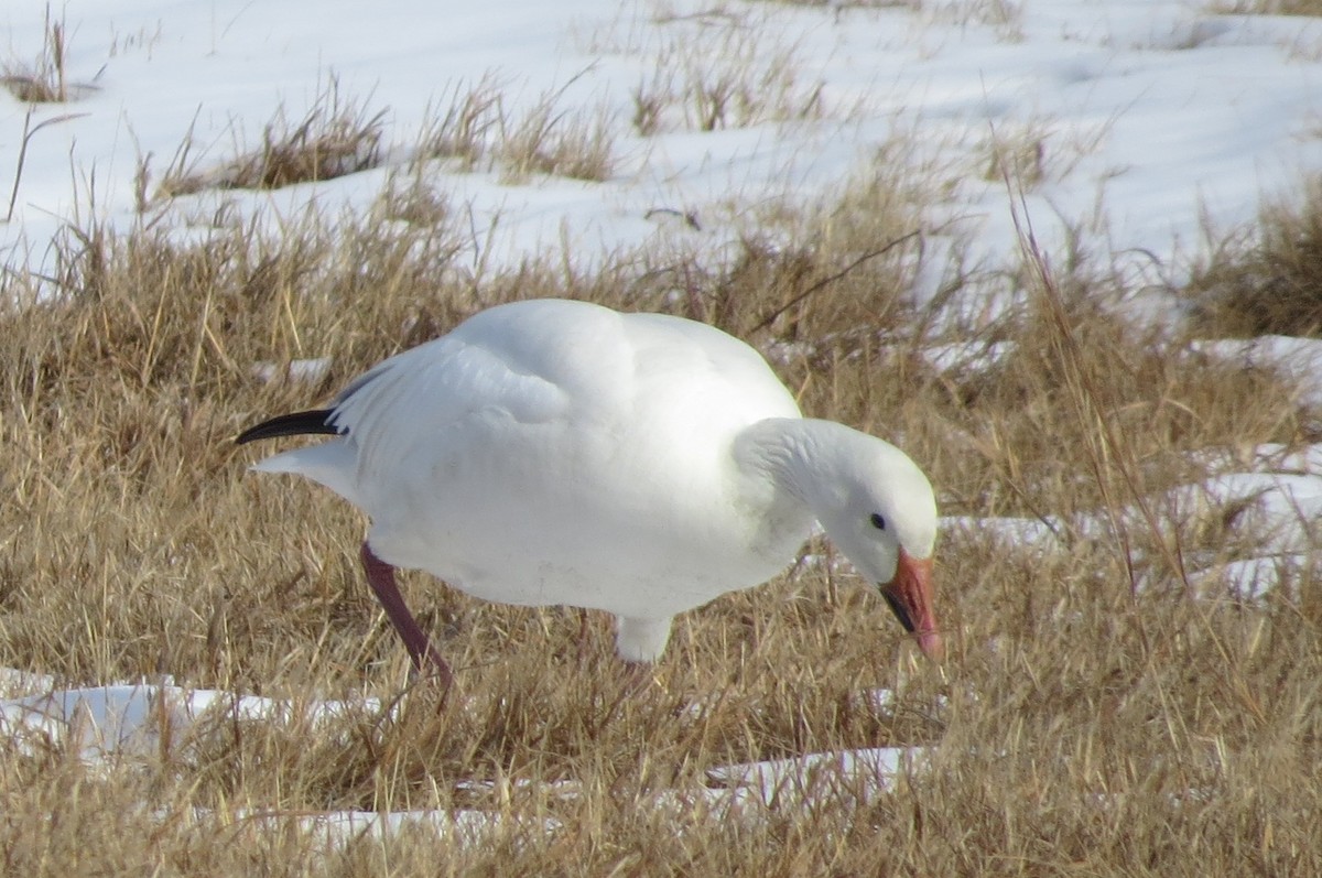 Snow Goose - ML412436441