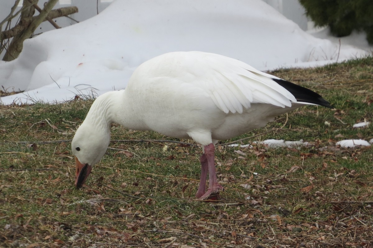 Snow Goose - ML412436451