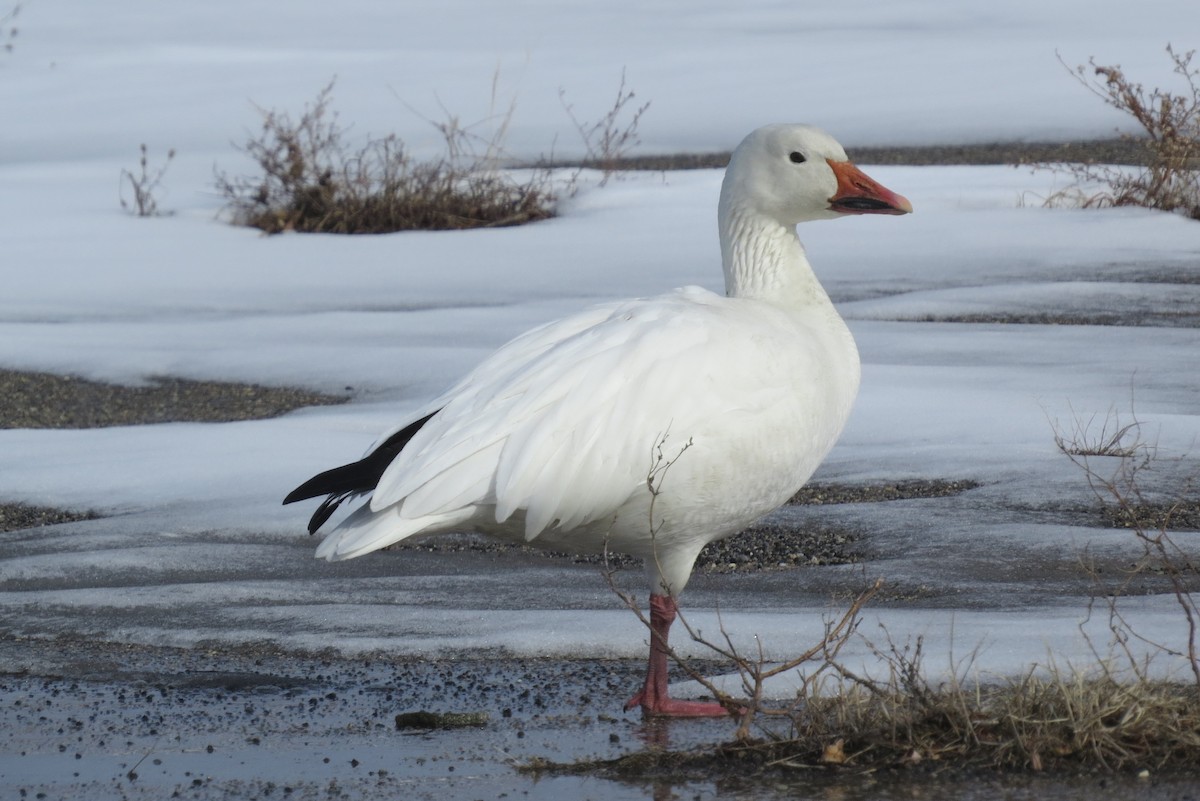 Snow Goose - ML412436461