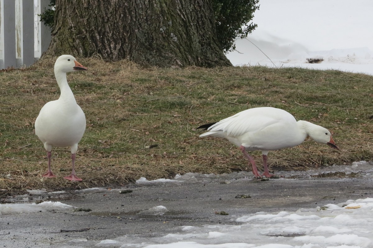 Snow Goose - ML412436481