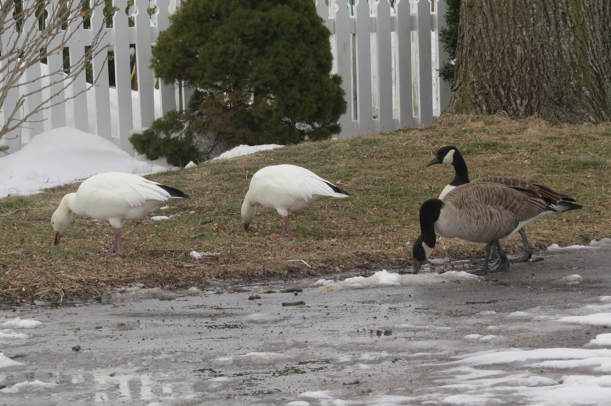 Snow Goose - ML412436491