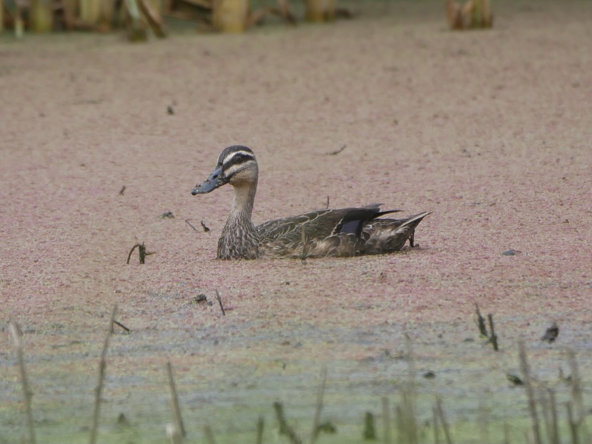 Pacific Black Duck - ML412437421