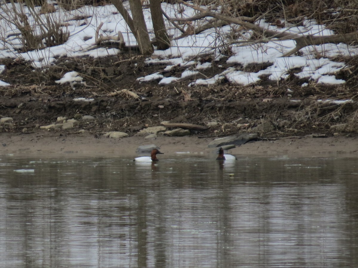 Canvasback - ML412437661