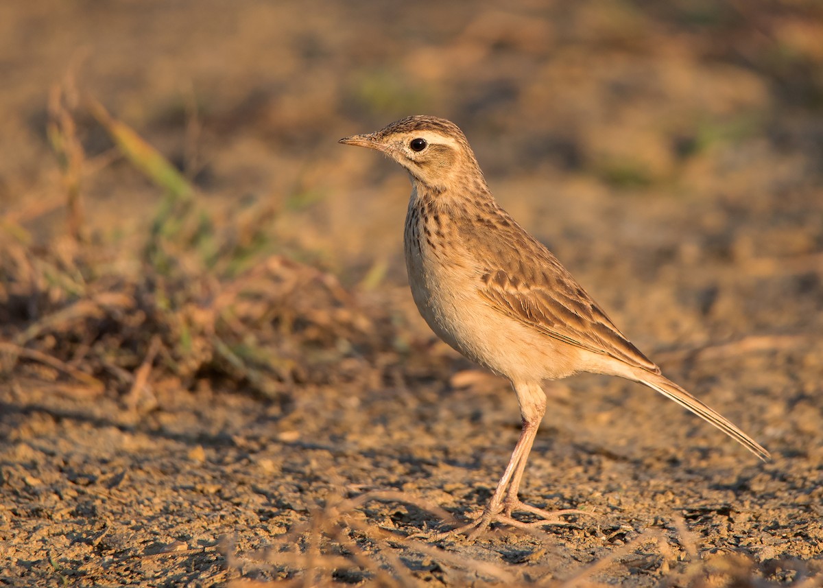 Richard's Pipit - ML412440401