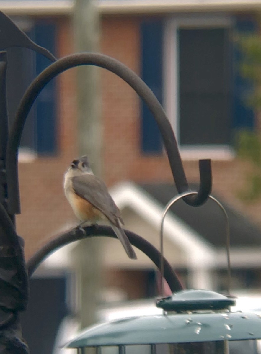 Tufted Titmouse - Joshua Drake