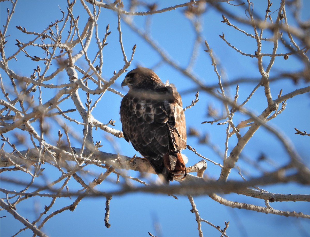 Red-tailed Hawk (calurus/alascensis) - ML412441301